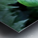 Flower Bud Metal print