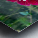 Crimson Bloom Boom   Impression metal