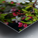 A Berry Cherry Blossom Day to You Metal print