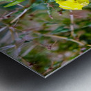 To Bee or Not to Bee  -- Checking Under The Hood Impression metal