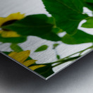 Hello Sunshine   Metal print