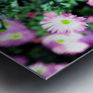 Pink Daisies 2C Impression metal