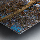 Hiding in Plain Sight Metal print