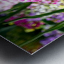 Tulips Are Better Than One 2 Metal print