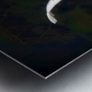 Some Very Coy Koi Metal print