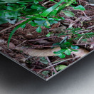 Cock in the Wild Metal print