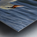 Wings of Love 1B Metal print