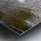 Pigeon Photobomb Impression metal