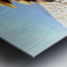 Headless Duck Impression metal