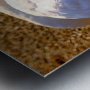 Got My Eye On You Swan Metal print