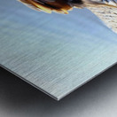 Graceful Pause Metal print