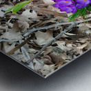 Spring Emerges Metal print