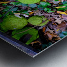 Osage in Autumn Impression metal