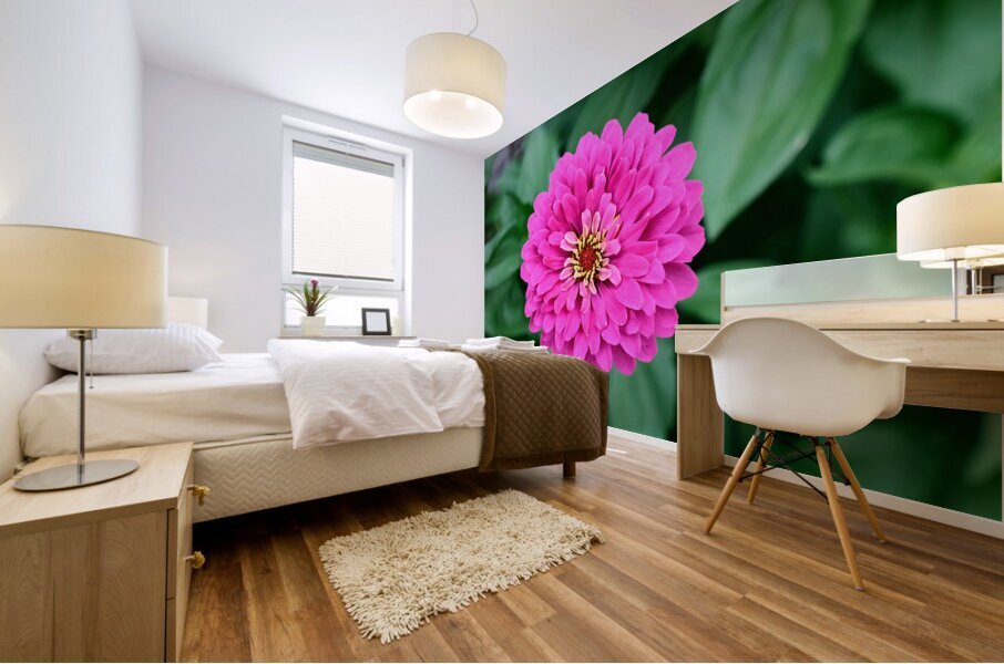 Common Zinnia with Uncommon Beauty Impression murale