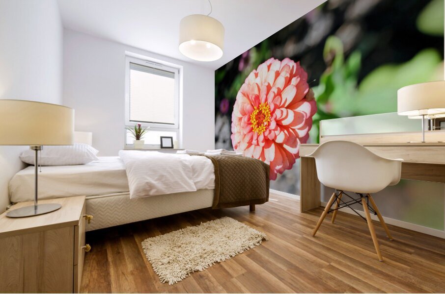 Sun Soaked Pink Zinnia Impression murale