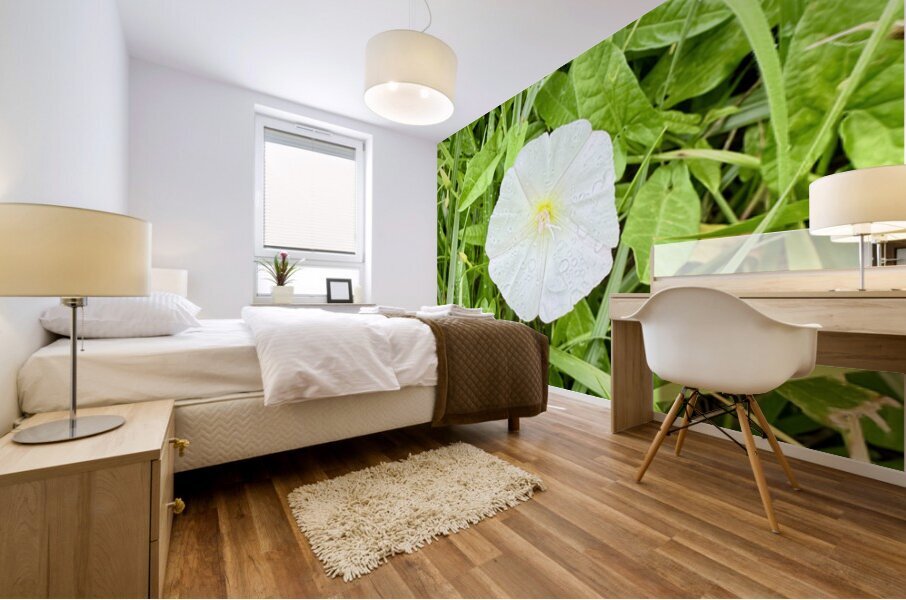 One Wild Bloom : Bindweed Focus Mural print