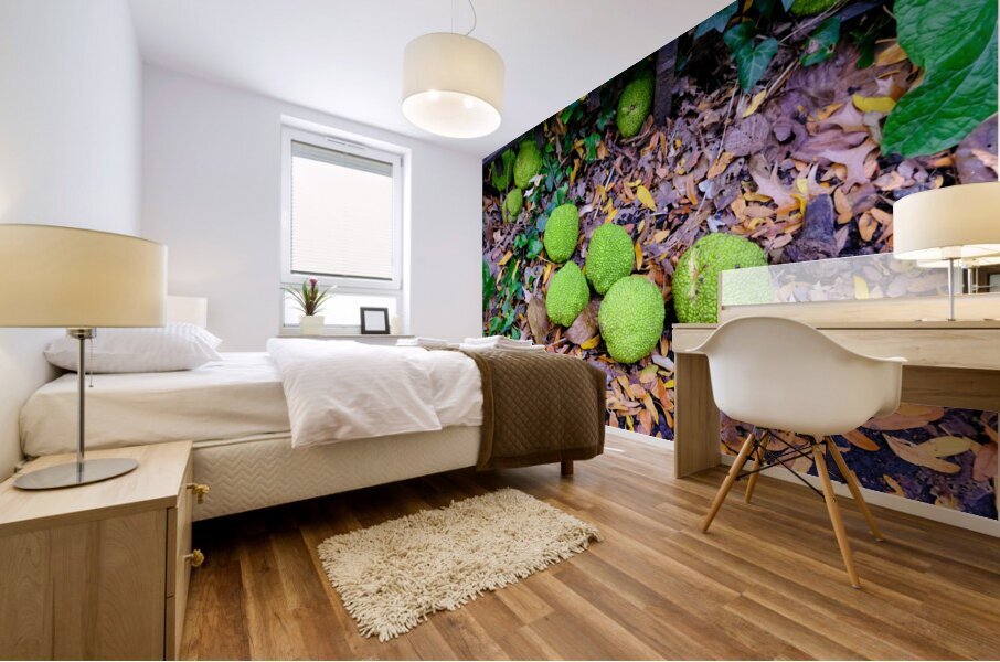 Osage in Autumn Impression murale