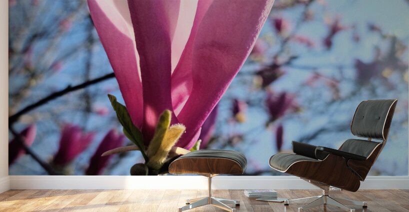 Pink Petals in Warm Light Wall Murals