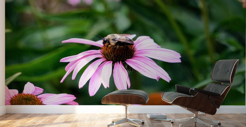 Wings of Purpose Petals of Peace: Coneflower Moment Wall Murals