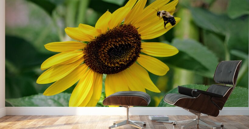 Flying into the Sun..Flower – The Dance of Daylight Wall Murals