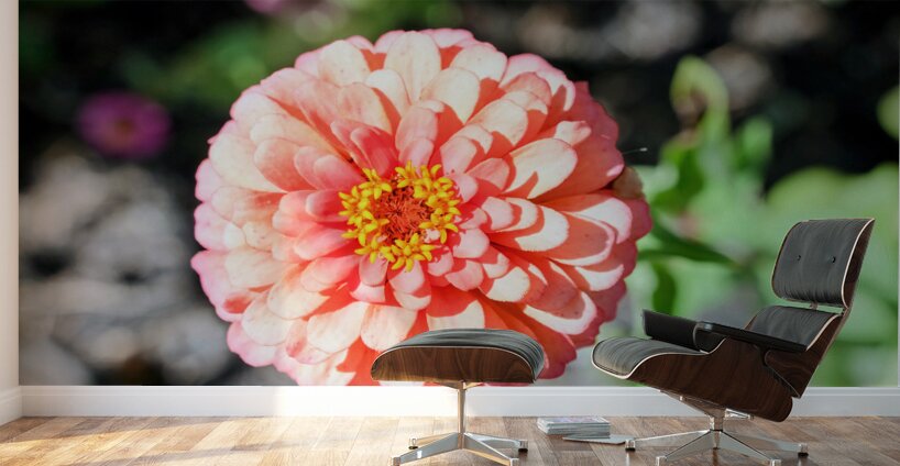 Sun Soaked Pink Zinnia Wall Murals