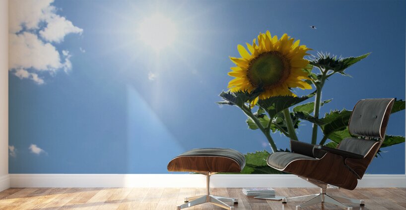 Skyward Confession: A Sunflower’s Secret Wall Murals