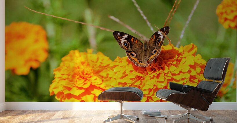 Buckeye Butterfly on Marigold: The Secret Life of Wings and Petals Wall Murals