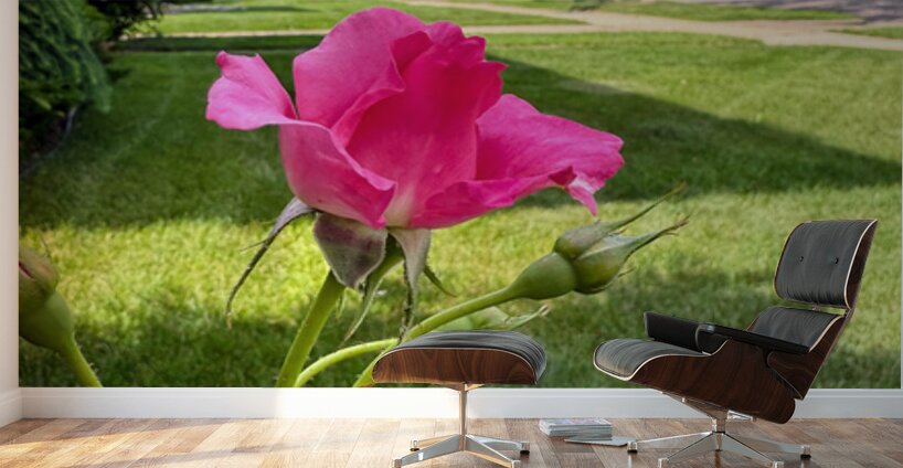 The Rose That Listened to the Wind Wall Murals