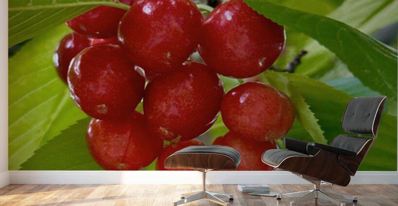 The Orchard’s Pulse: Where Color and Ripeness Conspire Wall Murals