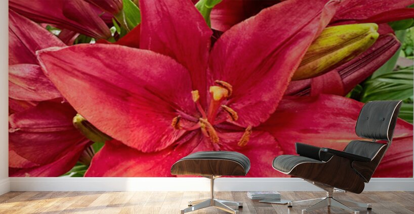 Close Encounter with Red Asiatic Lily Wall Murals