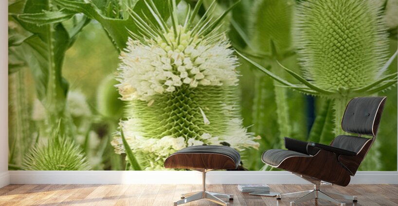 Nature’s Bristle Crown Wall Murals