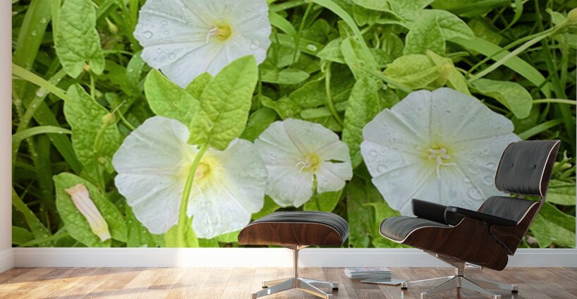 White Bindweed Blossoms Wall Murals