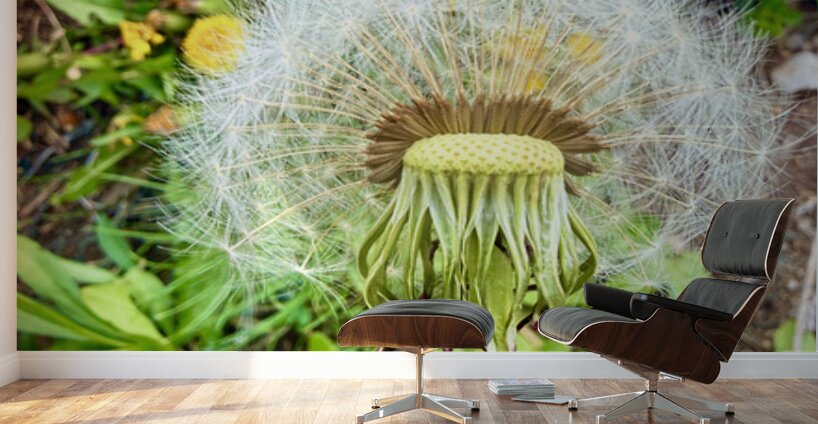 IMG 1757 Wall Murals