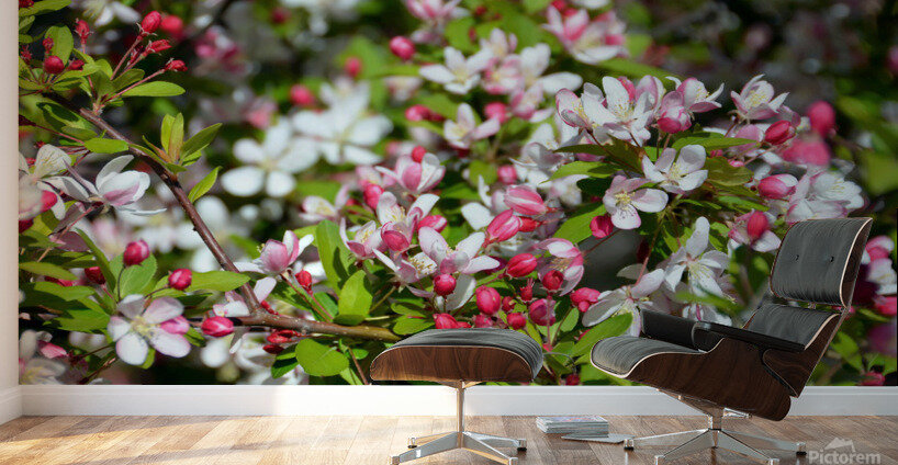 A Berry Cherry Blossom Day to You Wall Murals