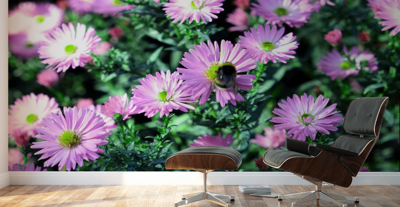 Pink Daisies 2C Wall Murals