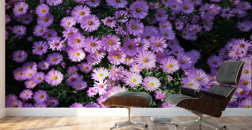 Pink Daisies 2 Wall Murals