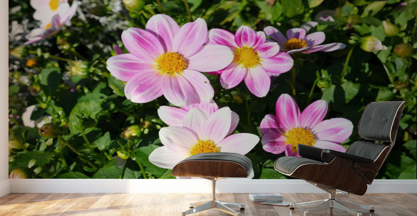 Blushing Petals  Wall Murals