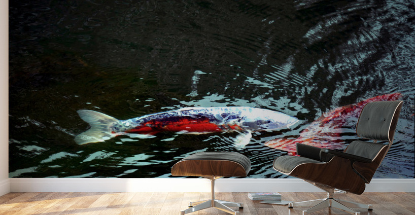 Playful Koi 2 Wall Murals