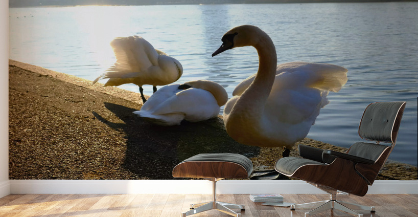 Swan Yoga Morning Stretch 3 Wall Murals