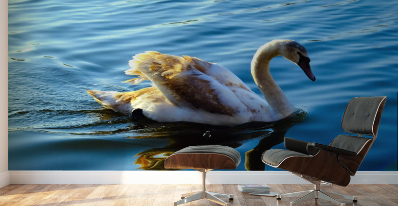 Baby Swan Cygnet Wall Murals