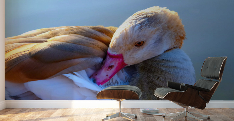 Got My Eye On You Duck Wall Murals