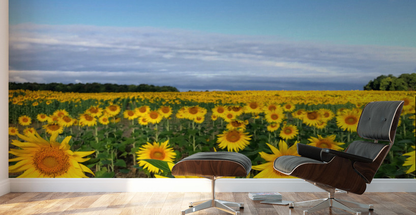 Fields of Joy Wall Murals