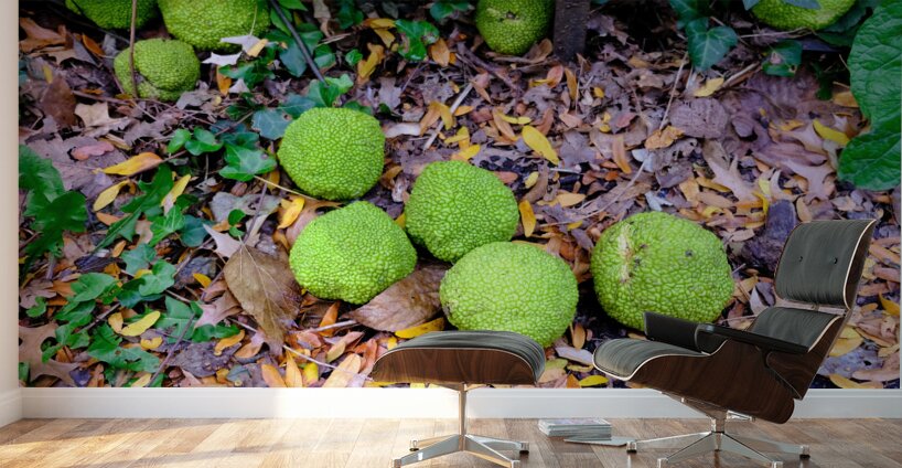 Osage in Autumn Wall Murals