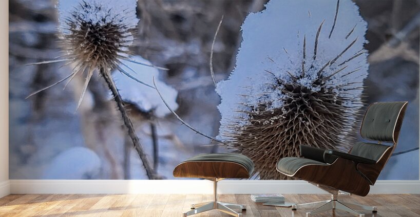 Snow Covered Prick  Winter Thistle Wall Murals