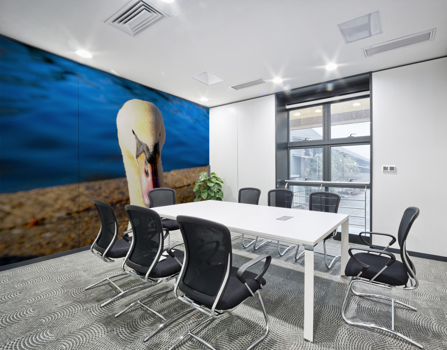 Riverside Swan Close-Up Wall Printing