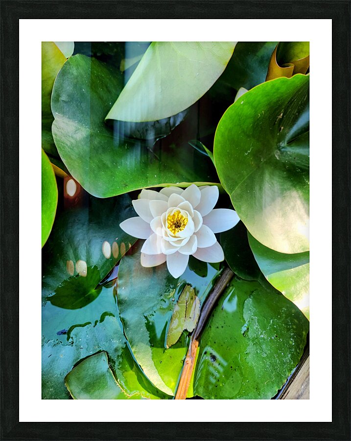 Subtle Beauty Water Lily 1A  Framed Print Print