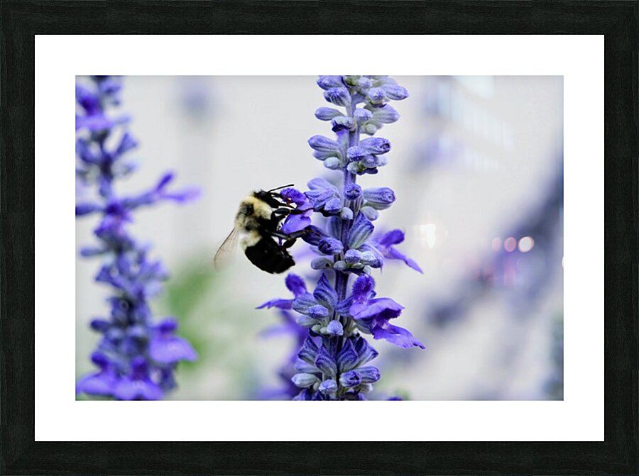 Bee Salivating the Blue Salvia Picture Frame print