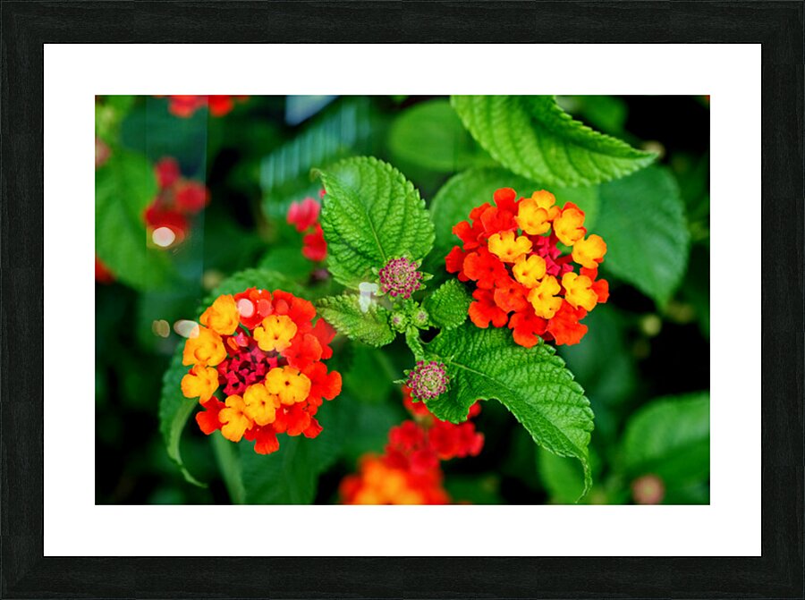 Color that Heals: The Medicinal Heart of Lantana Camara Picture Frame print
