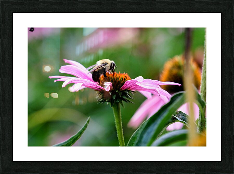 A Bumblebee’s Pause on Coneflower Picture Frame print