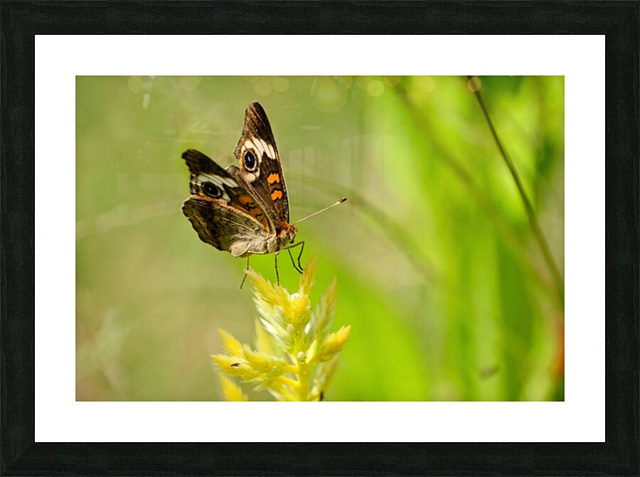 Buckeye Butterfly: Stillness Between Wingbeats Picture Frame print